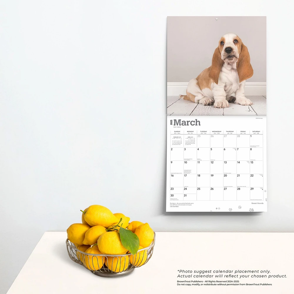 Basset Hounds Wall 2025 Calendar