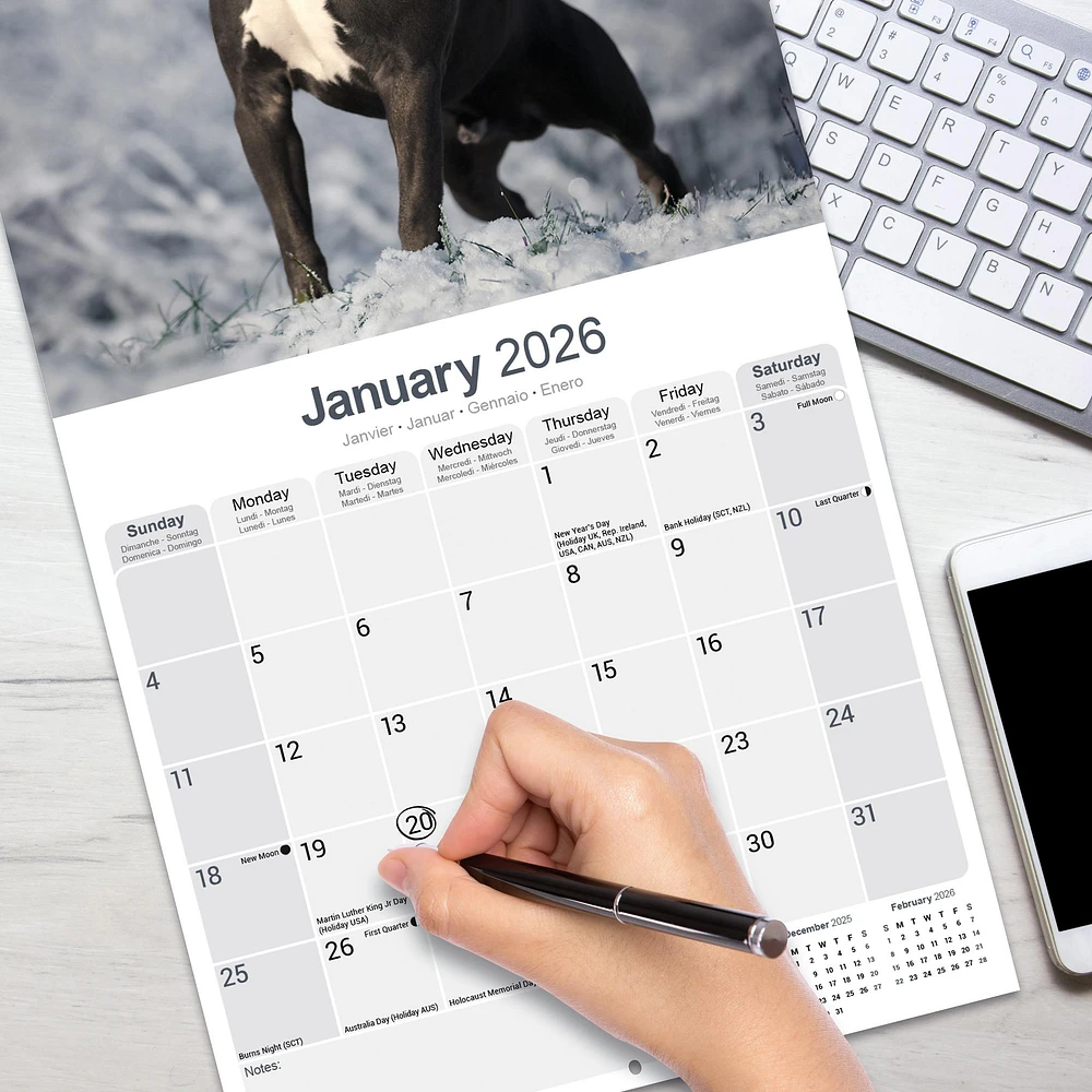 American Staffordshire Terrier 2026 Wall Calendar - Online Exclusive