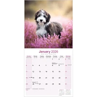 Bearded Collie Wall  2026 Calendar
