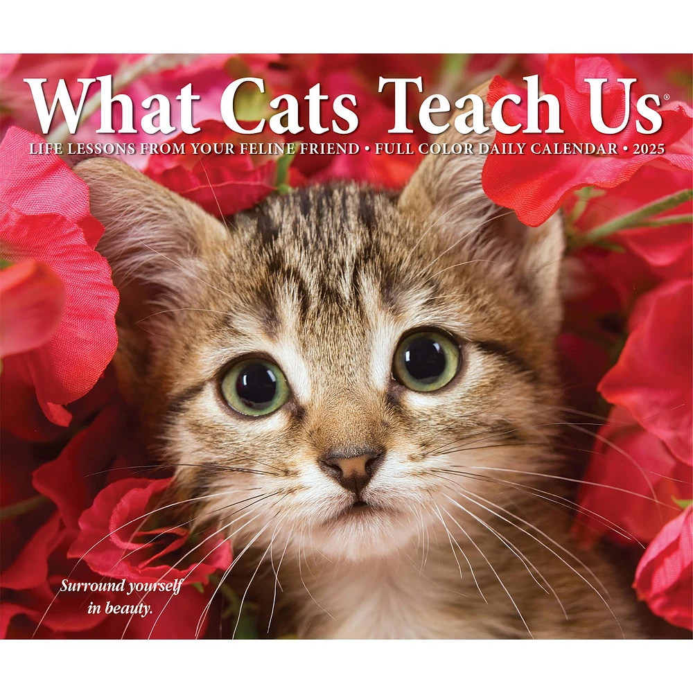 What Cats Teach Us Box 2025 Calendar