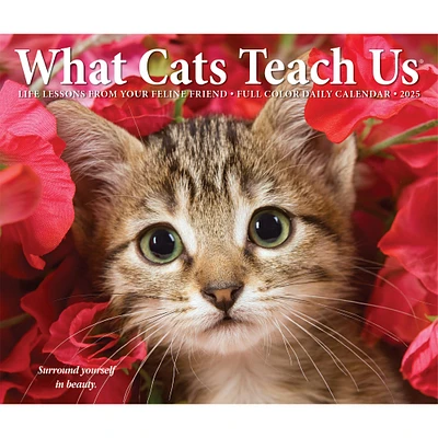 What Cats Teach Us Box 2025 Calendar