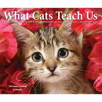 What Cats Teach Us Box 2025 Calendar