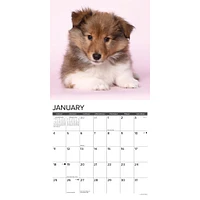 Just Sheltie Puppies 2026 Wall Calendar - Online Exclusive