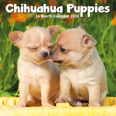 Chihuahua Puppies 2026 Mini Calendar