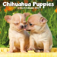 Chihuahua Puppies 2026 Mini Calendar