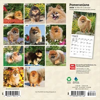 Pomeranians 2026 Mini Calendar