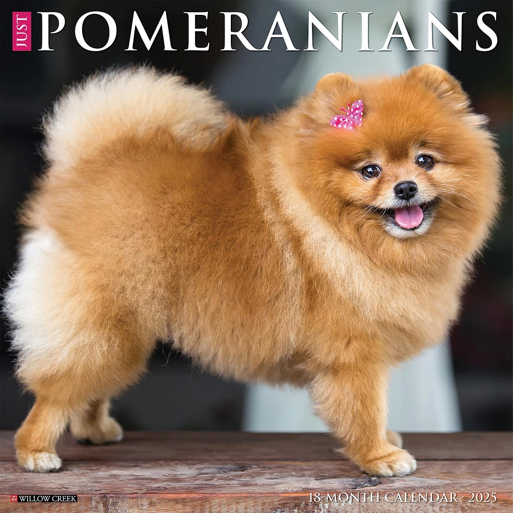 Just Pomeranians Wall 2025 Calendar