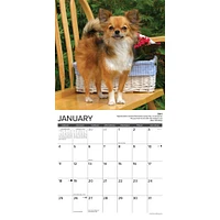 Chihuahua Rules 2026 Wall Calendar - Online Exclusive