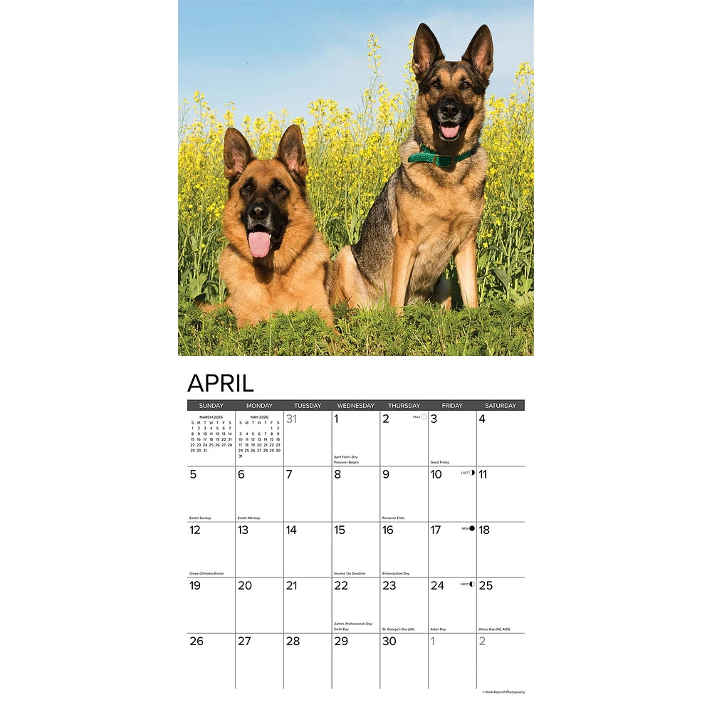Just German Shepherds 2026 Wall Calendar