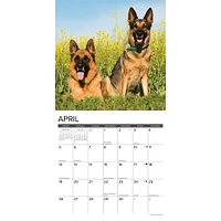 Just German Shepherds 2026 Wall Calendar