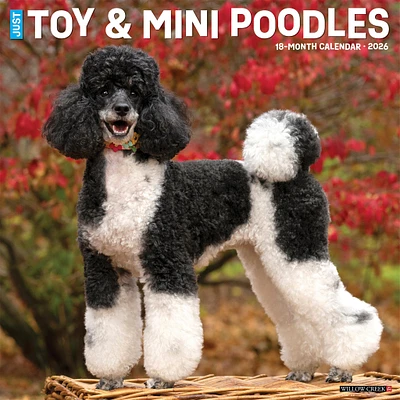 Toy And Miniature Poodles 2026 Wall Calendar - Online Exclusive