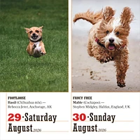 Dogs 365 2026 Box Calendar