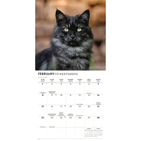 Love Of Cats 2026 Wall Calendar