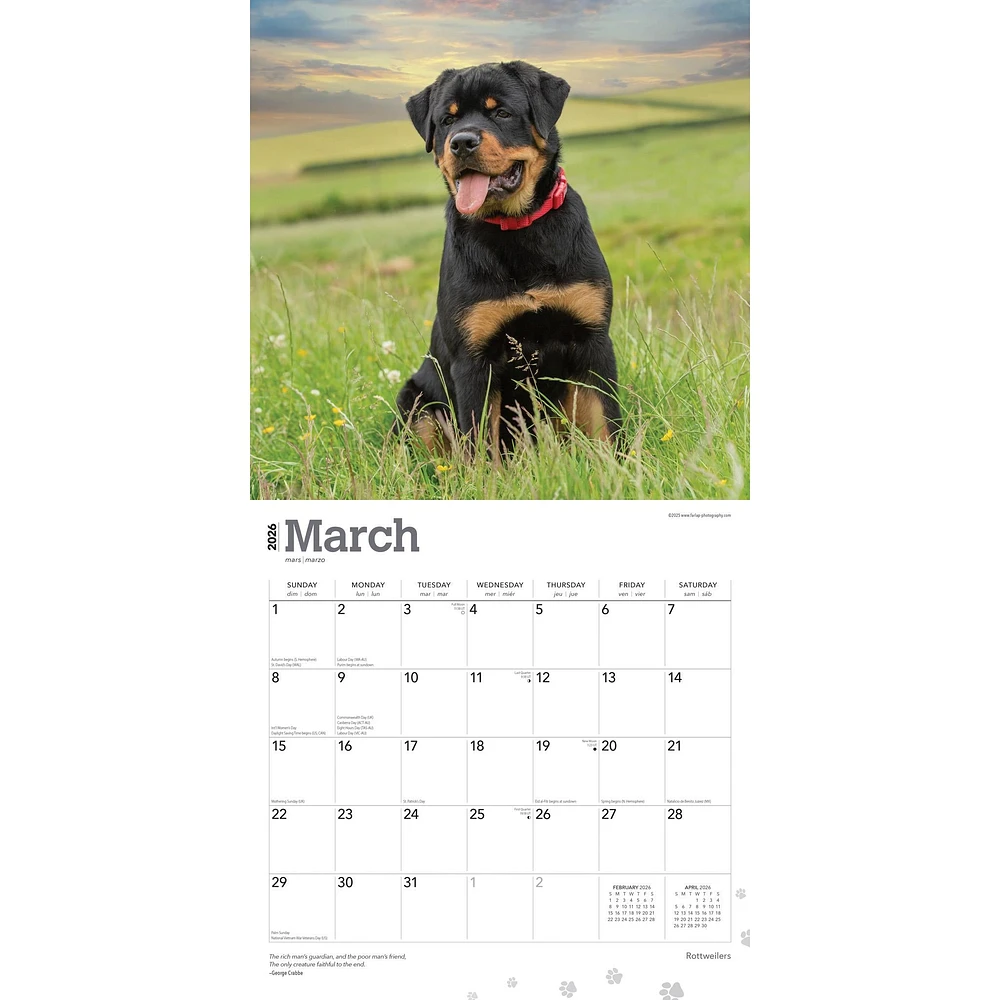 Rottweilers 2026 Wall Calendar