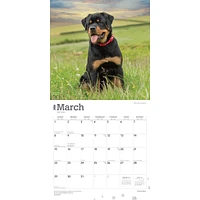 Rottweilers 2026 Wall Calendar