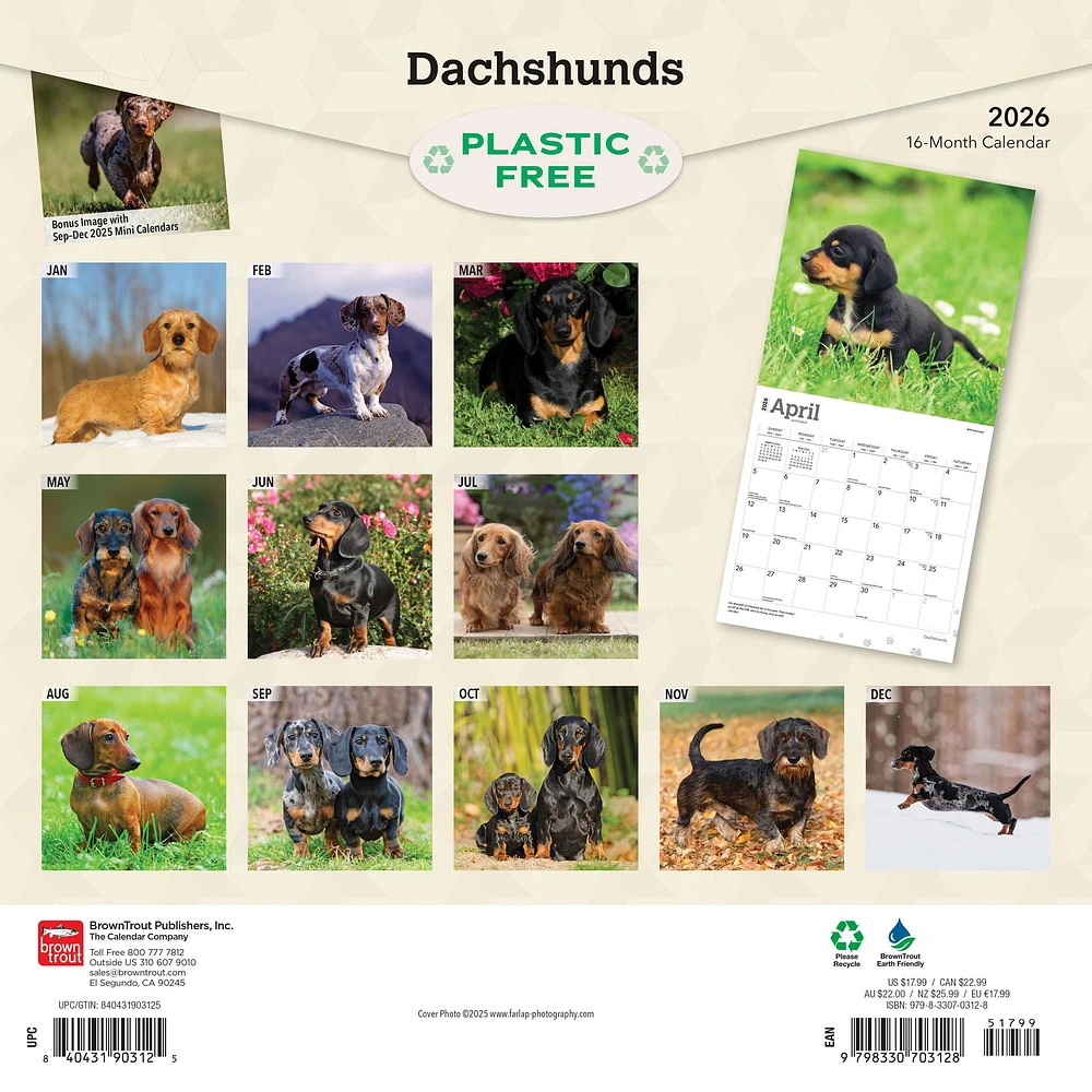 Dachshunds 2026 Wall Calendar