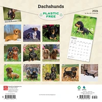 Dachshunds 2026 Wall Calendar