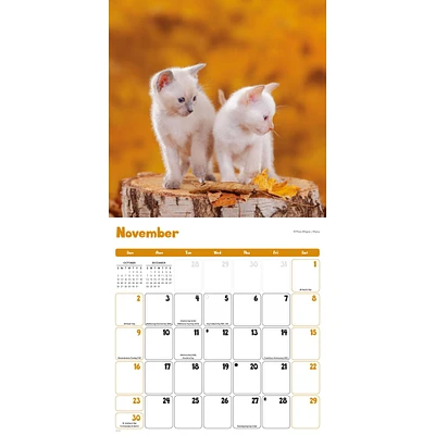 Curious Kittens Wall 2025 Calendar