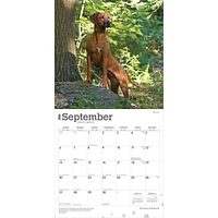 Rhodesian Ridgebacks 2026 Wall Calendar