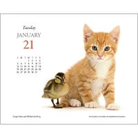 Kittens And Friends Box 2025 Calendar