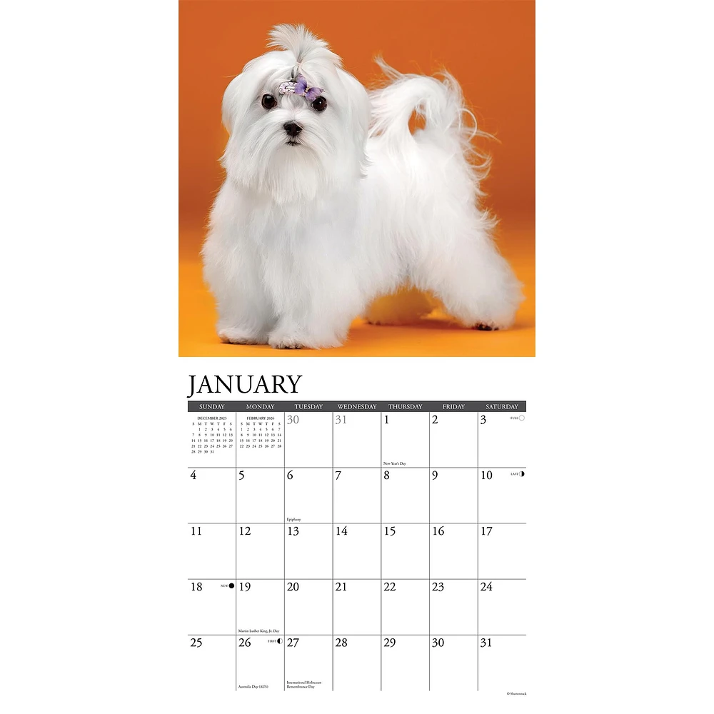 Just Maltese 2026 Wall Calendar - Online Exclusive