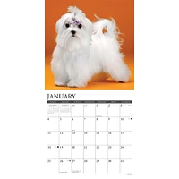 Just Maltese 2026 Wall Calendar - Online Exclusive