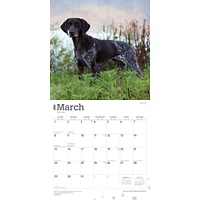 German Shorthaired Pointers 2026 Wall Calendar