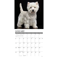 Just Westies 2026 Wall Calendar - Online Exclusive