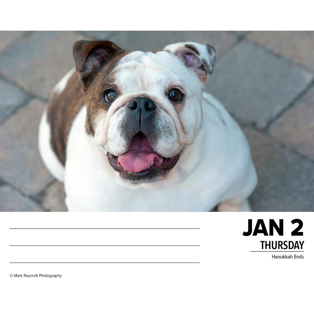 Just Bulldogs Box 2025 Calendar - Online Exclusive