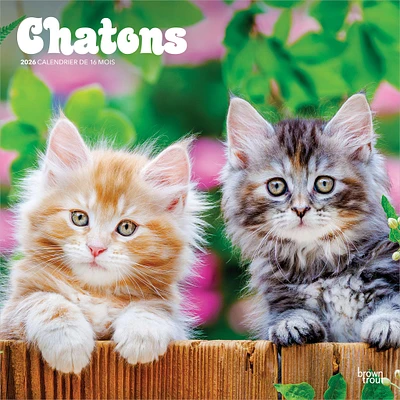 Chatons 2026 Wall Calendar (French)