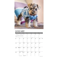 Just Schnauzer Puppies 2026 Wall Calendar