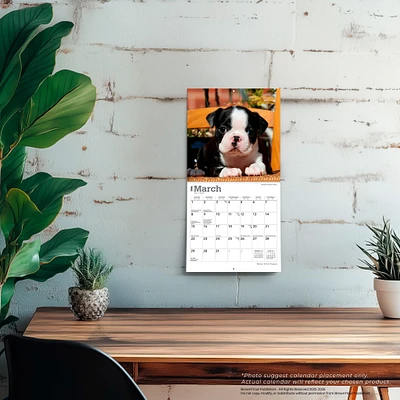 Boston Terrier Puppies 2026 Mini Calendar