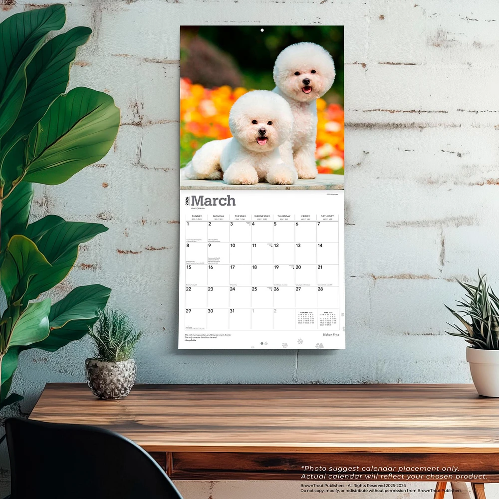 Bichon Frise 2026 Wall Calendar - Online Exclusive