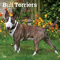 Bull Terriers Wall 2025 Calendar