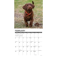 Just Chocolate Lab Puppies Wall 2025 Calendar - Online Exclusive