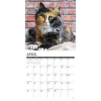 Just Calico Cats 2026 Wall Calendar
