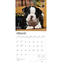 Boston Terrier Puppies 2026 Wall Calendar - Online Exclusive