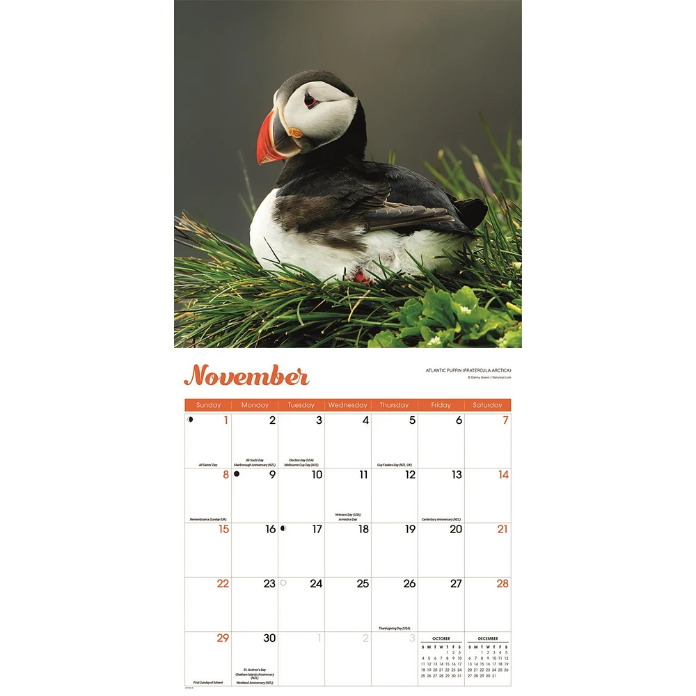 Puffins 2026 Wall Calendar