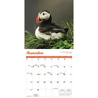 Puffins 2026 Wall Calendar