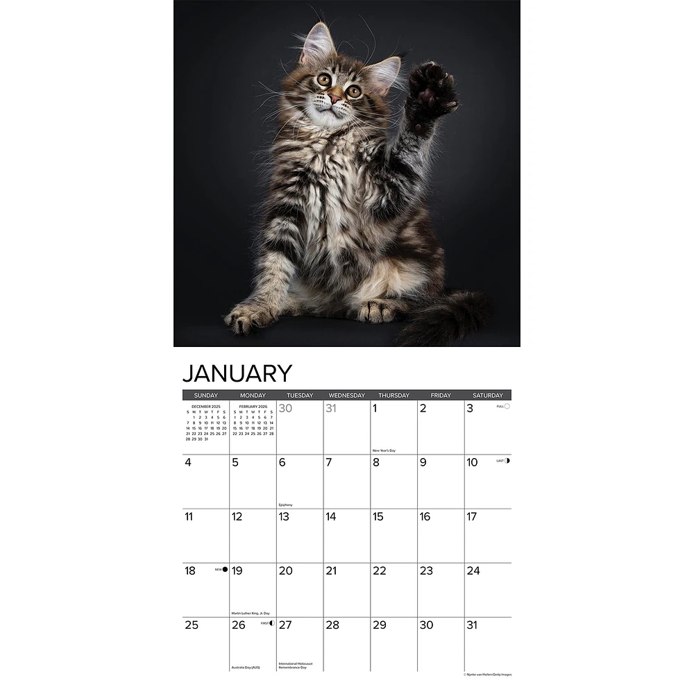 Just Maine Coon Kittens 2026 Wall Calendar