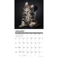 Just Maine Coon Kittens 2026 Wall Calendar