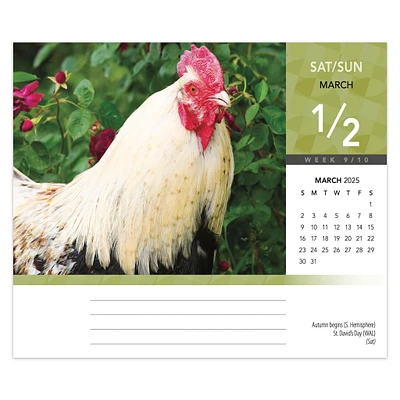 Chickens Box 2025 Calendar - Online Exclusive