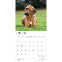 Rhodesian Ridgebacks 2026 Wall Calendar