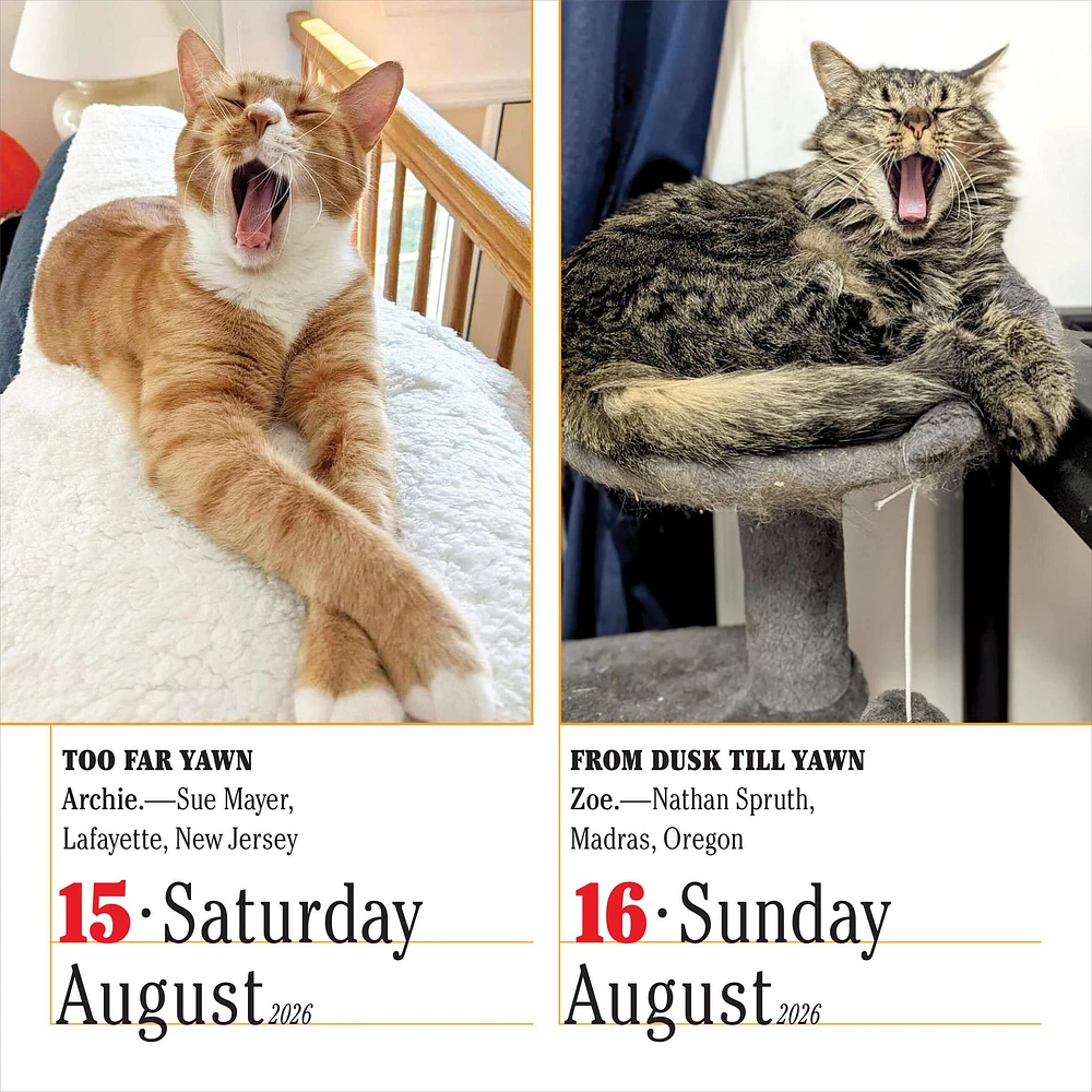 Cats 365 2026 Box Calendar