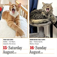 Cats 365 2026 Box Calendar