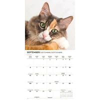 Love Of Cats 2026 Wall Calendar