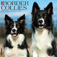 Just Border Collies 2026 Wall Calendar