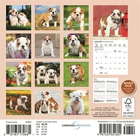 Bulldog Puppies 2026 Mini Calendar