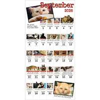 Bad Cat 2026 Wall Calendar - Online Exclusive