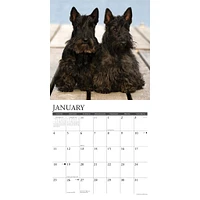 Just Scotties 2026 Wall Calendar